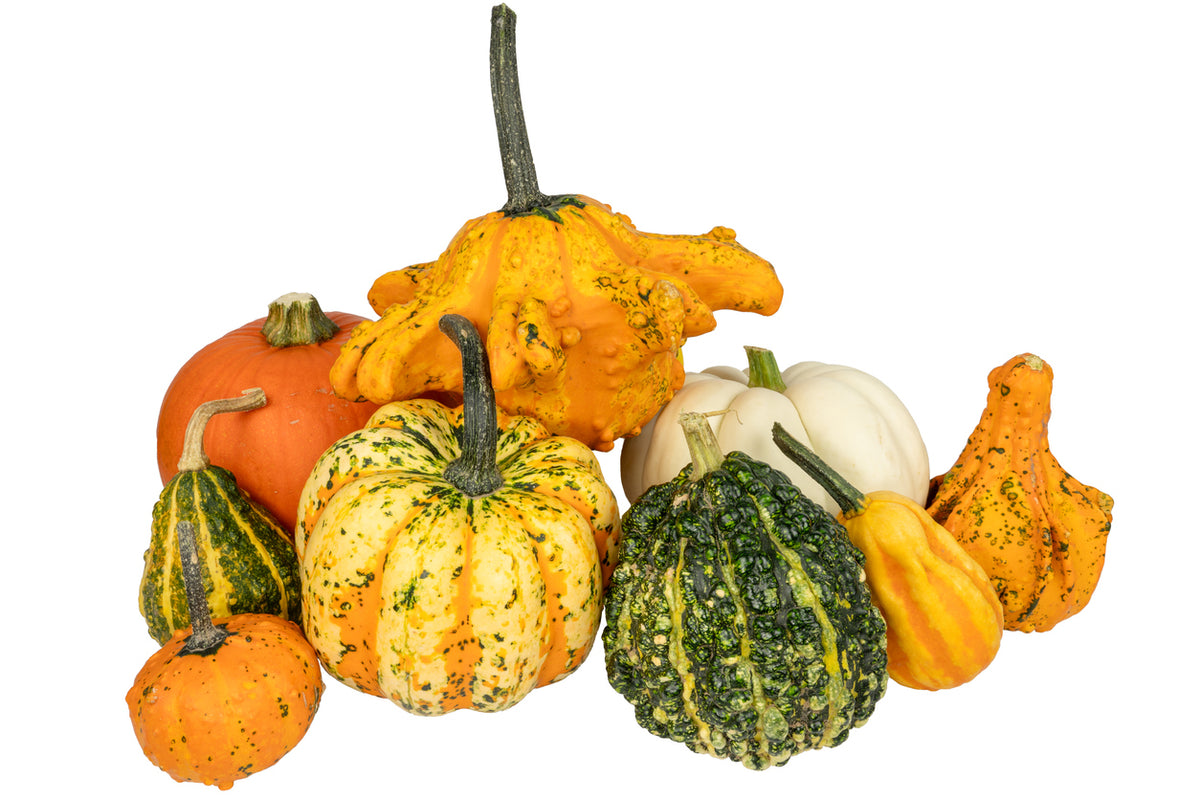 Gourds (Assorted) Green Lane